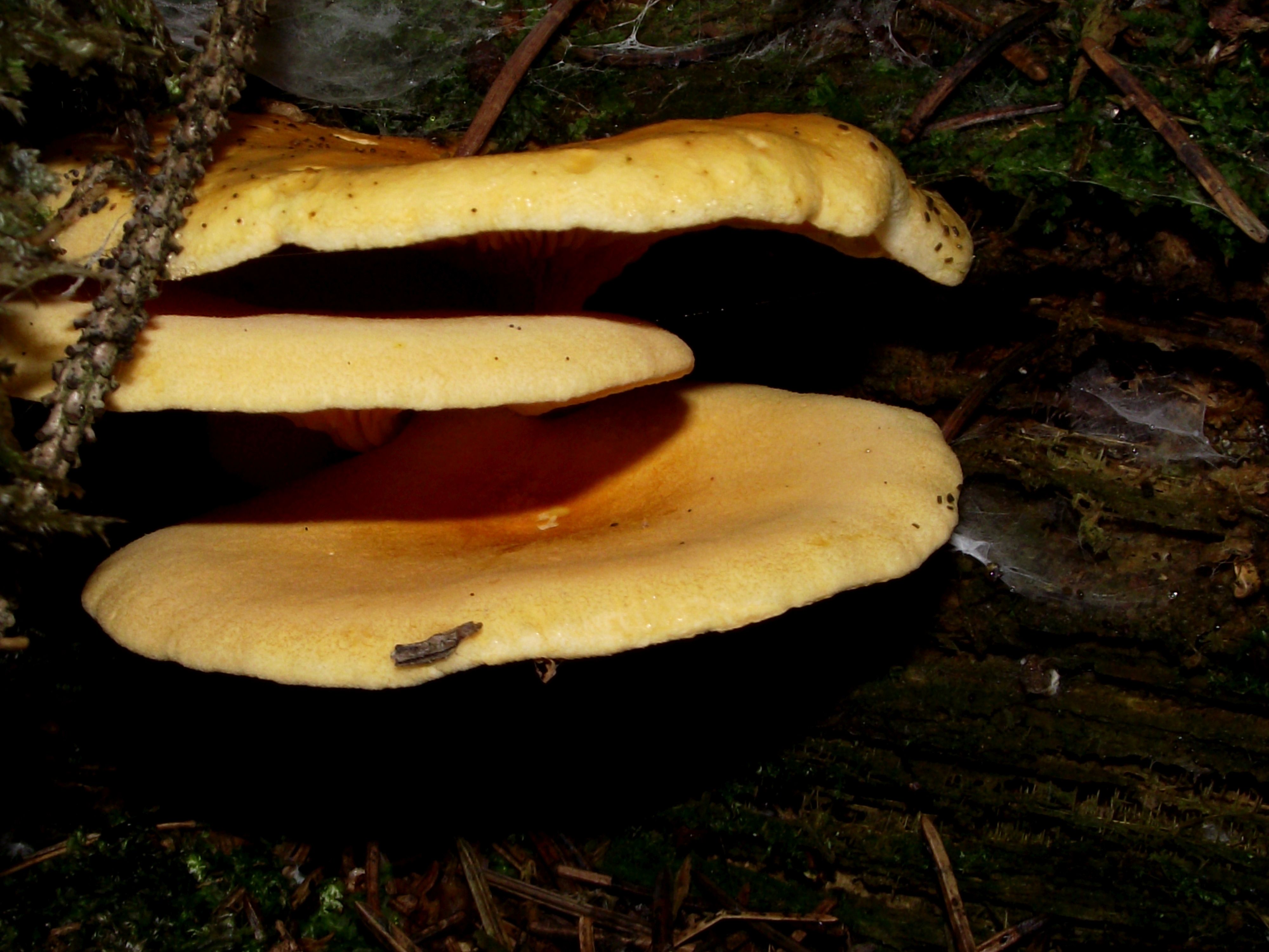 Falscher Pfifferling